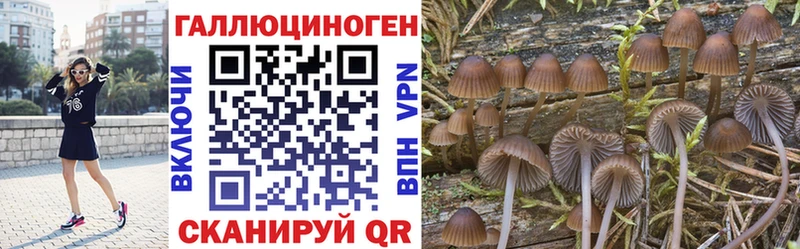 KRAKEN вход  Советская Гавань  Псилоцибиновые грибы Cubensis  как найти закладки 